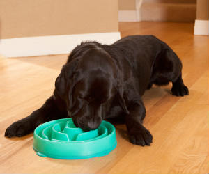 slow feeding dog bowl
