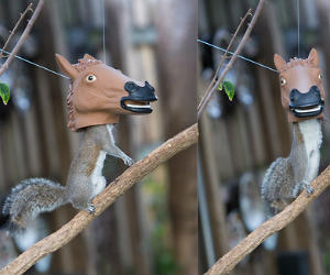 horse-head-squirrel-feeder