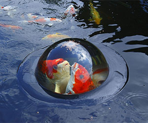 fish dome pond