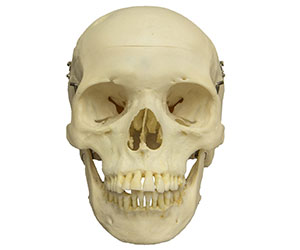 real skull