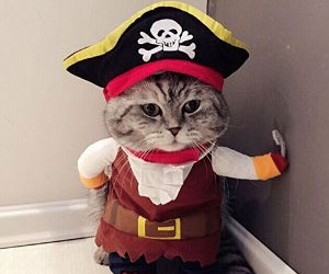 cat pirate