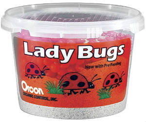 1500 Live Ladybugs