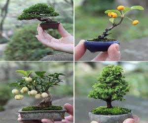 Little Cute Bonsai Trees