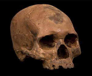 chocolate human skull