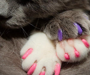 Soft Claws for Cats