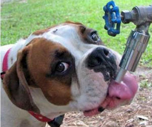 Dog Faucet Waterer