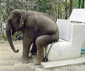 elephant taking crap