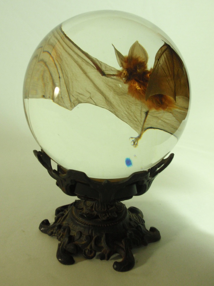 Bat In Flight Wet Specimen In Large Glass Sphere