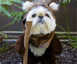 ewok dog costume star wars
