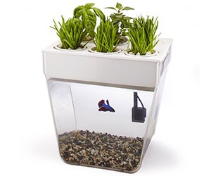 Desktop Aquarium / Herb Garden