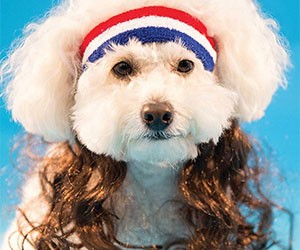 Dog Mullet Headband With Hair Extensions